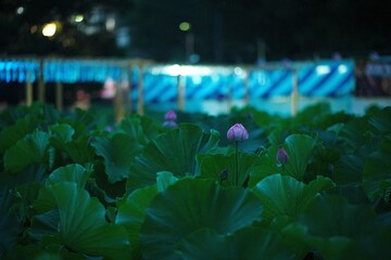 蓮の花と祭りの灯