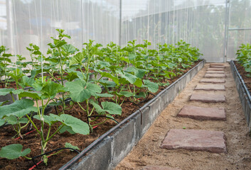 Cantaloupe cultivation plot in greenhouse