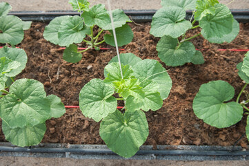 Cantaloupe cultivation plot in greenhouse