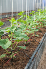 Cantaloupe cultivation plot in greenhouse