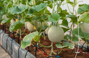 Cantaloupe cultivation plot in greenhouse