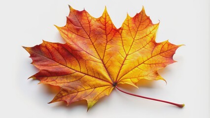 Fototapeta premium Vibrant curved maple leaf in warm yellow, orange, and red hues, with delicate veins and edges, isolated on a crisp white background, showcasing autumnal beauty.