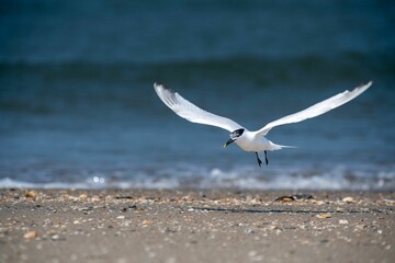 Seagull in flight over a sandy beach with the ocean in the background on a sunny day