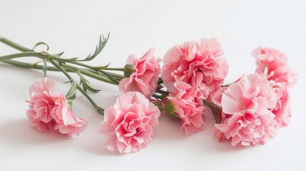 Valentine s Day card with pink carnations on a white backdrop
