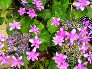 ガクアジサイのピンクの花