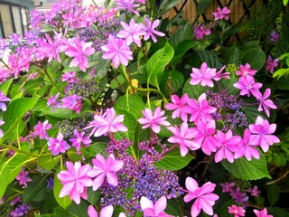 ガクアジサイのピンクの花