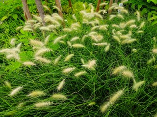 ギンギツネ（銀狐）　イネ科　チカラシバ属