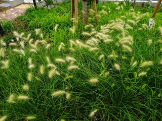 ギンギツネ（銀狐）　イネ科　チカラシバ属