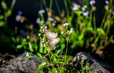 butterfly on a flower