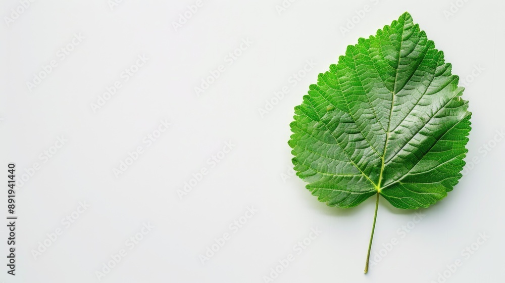 Poster isolated mulberry leaf on white background with space for text top view flat lay