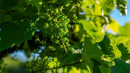 vine plant with almost ripe grapes that let pass through it