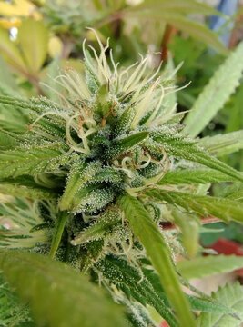 Incre&iacute;ble creaci&oacute;n de la naturaleza, hermosa flor del cannabis en desarrollo , se observan pistilos y tricomas aun por madurar.