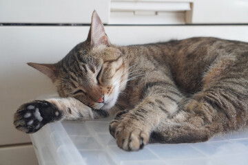 眠るキジトラ