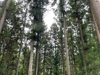 Fototapeta premium forest2