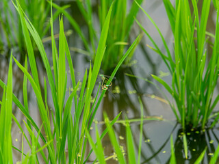 水田の苗で交尾をするイトトンボ