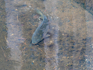 ゴミが堆積する河川を泳ぐ鯉