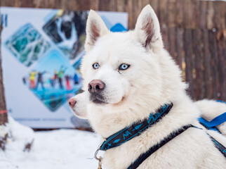 White husky dog wearing blue harness during winter day