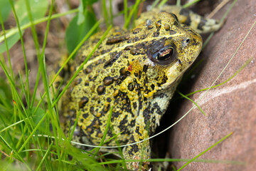 Boreal toad is sitting in grass at the rock in the summer garden.