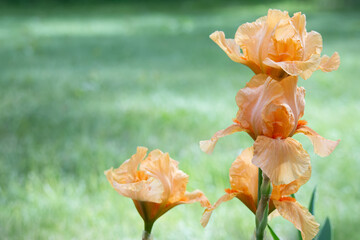 Bunch of orange irises blooming in the green summer garden.