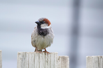 Male house sparrow is sitting on a pole of the wooden fence.