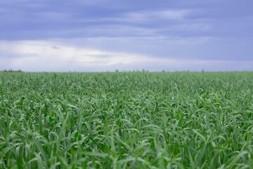 Summer field with young green wheat and a blue sky.