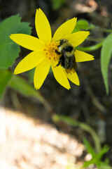 Bee is sitting on the yellow flower of Heartleaf arnica in woods.