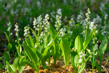 Patch with many wildflowers Canada Mayflowers growing in moss.
