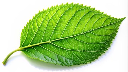 Obraz premium Vibrant green leaf with delicate veins and smooth edges rests alone on a pristine white background, evoking serenity and freshness.