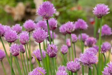 Lilac flowers of Chives are growing in the herbal garden in summer.