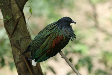 Nicobar pigeon
