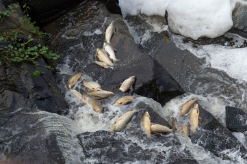 Peixes mortos nas pedras da cachoeira por contaminação das águas .