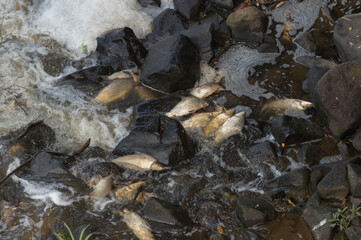 Obraz premium Contaminação das águas do rio ,muitos peixes mortos .