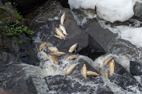 Peixes mortos nas pedras da cachoeira por contamina&ccedil;&atilde;o das &aacute;guas .