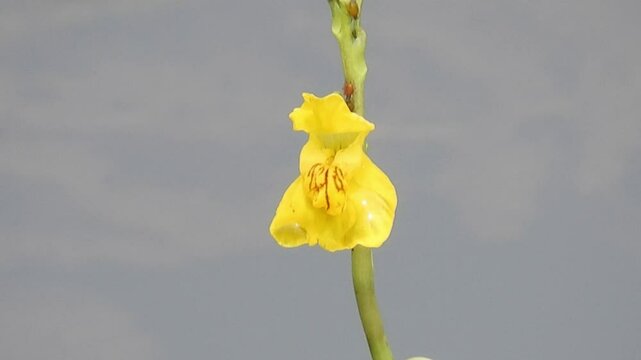 【山野草・水生植物】オオタヌキモ（大狸藻）：Utricularia macrorhiza　240711-1
