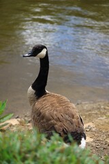 Canada Goose（カナダ雁）