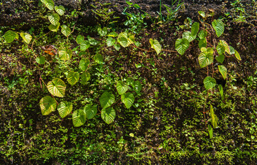 Ivy covered the walls of the old building.