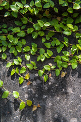 Ivy covered the walls of the old building.