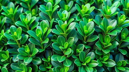 Fototapeta premium Vibrant emerald green leaves of dense boxwood create a stunning, intricate, and ornate natural background pattern, perfect for designs.