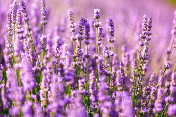 Beautiful lavender flower blossoms on a sunny day