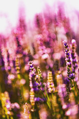 Beautiful lavender flower blossoms on a sunny day