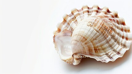 Obraz premium White background with a cockle