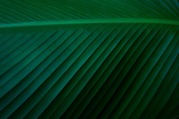 closeup nature view of green leaf texture, dark wallpaper concept, nature background, tropical leaf.