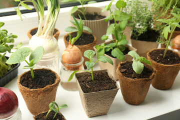 Many different seedlings in pots and sprouted onions on window sill, closeup