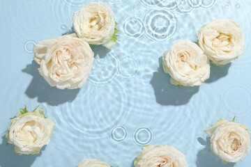 Beautiful rose flowers in water on light blue background, top view