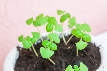 Basil sprouts. Basil growing from seeds, small size in a beautiful clay pot with a pattern