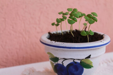 Basil sprouts. Basil growing from seeds, small size in a beautiful clay pot with a pattern