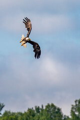 Bald Eagle (Haliaeetus leucocephalus) adult, flying in a blue sky with copy space