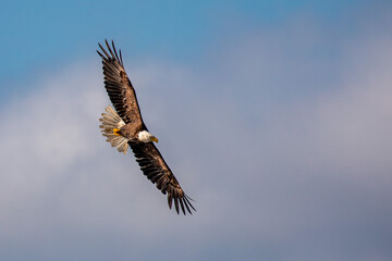 Bald Eagle (Haliaeetus leucocephalus) adult, flying in a blue sky with copy space