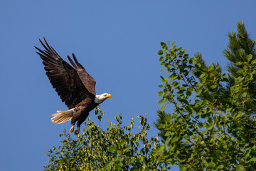 Bald Eagle (Haliaeetus leucocephalus) adult, flying in a blue sky with copy space