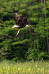 Bald Eagle (Haliaeetus leucocephalus) adult, flying with a fish in its talons.